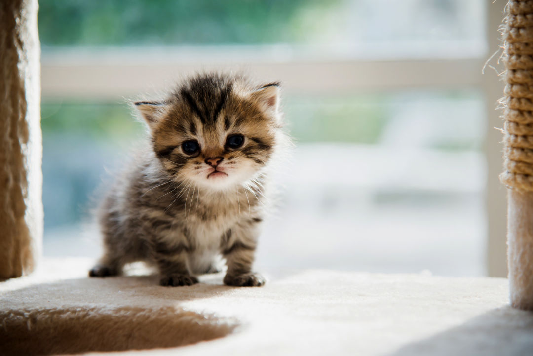Kitten_murder_Jeff_Merkley_2_copy_hdpoxd